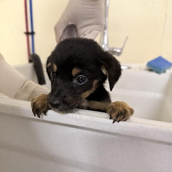 Fiji, an adopted mixed breed in Lake Odessa, MI image 1/6