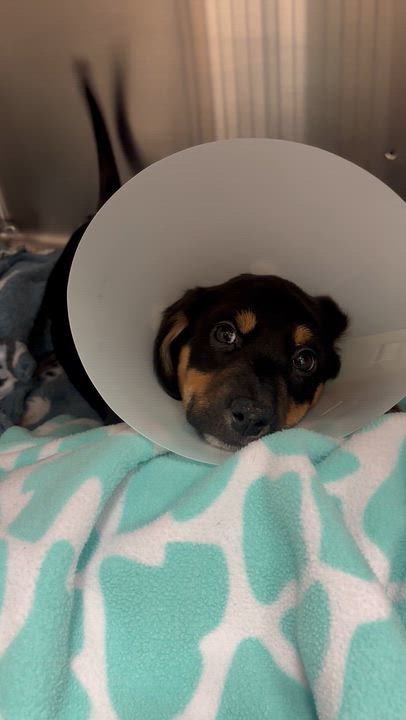 Enlarge Fiji, an adopted mixed breed in Lake Odessa, MI video 4/6