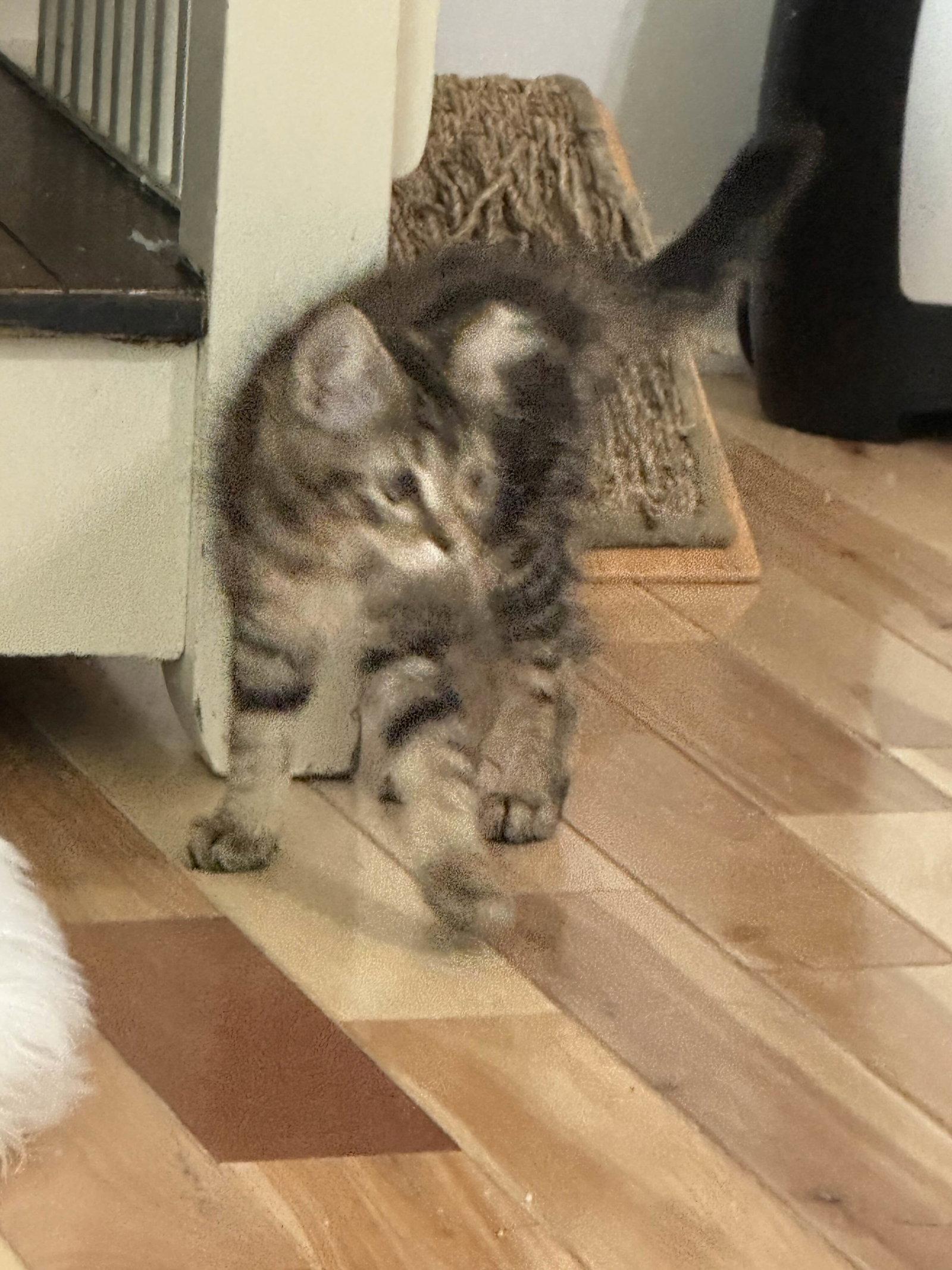 Indiana, Adopted, Kitten Female Tabby & Domestic Short Hair.