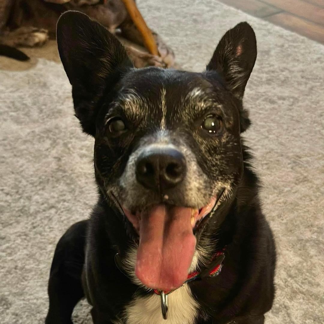 Larry, Adoptable, Senior Male Labrador Retriever.