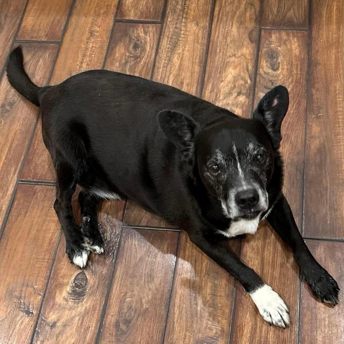 Larry, a Adoptable Labrador Retriever in Lubbock, TX image 2/2