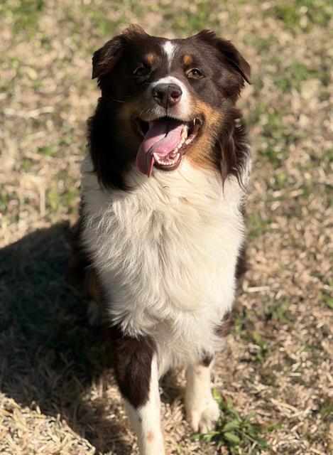 SNICKERS, Adoptable, Young Male Australian Shepherd.