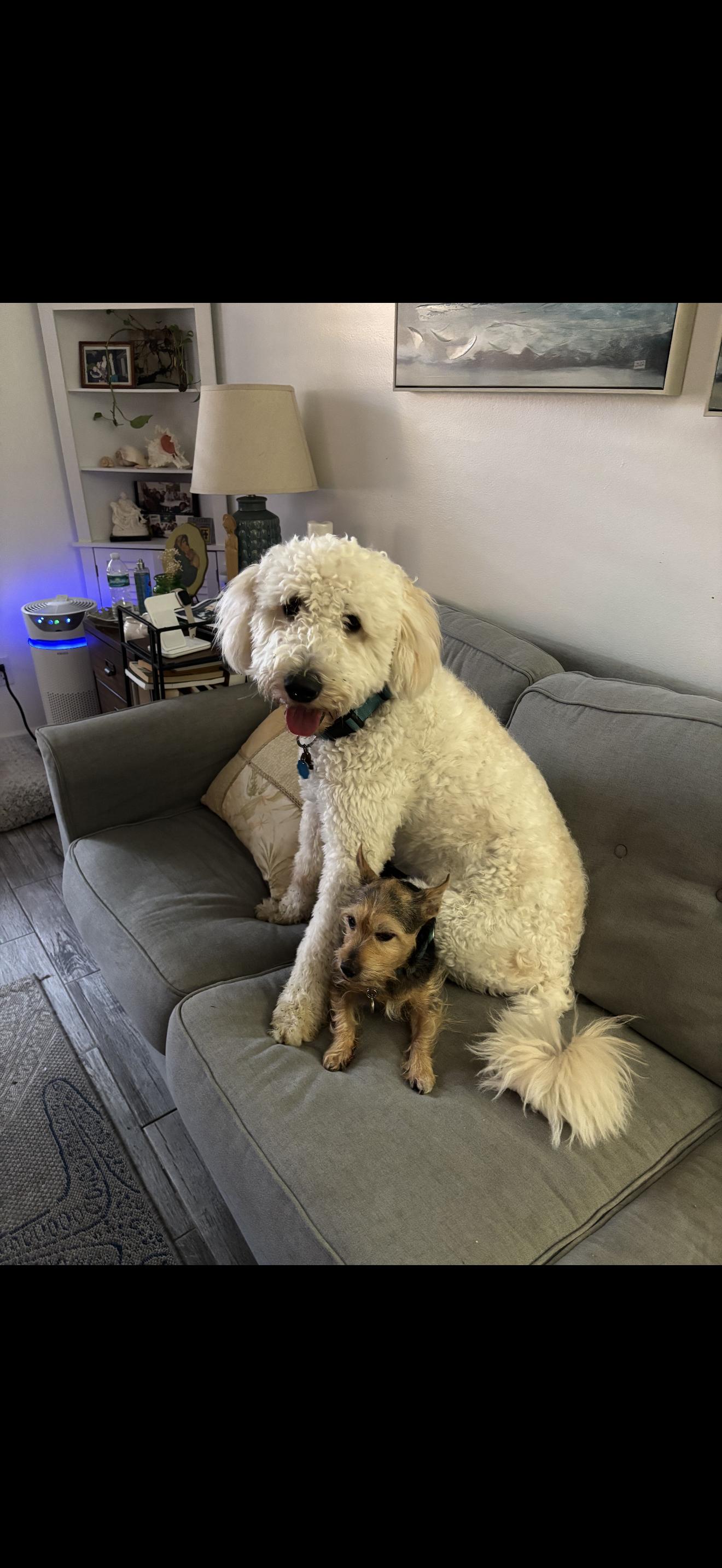 Blue, an adoptable Goldendoodle in Oviedo, FL, 32765 | Photo Image 2