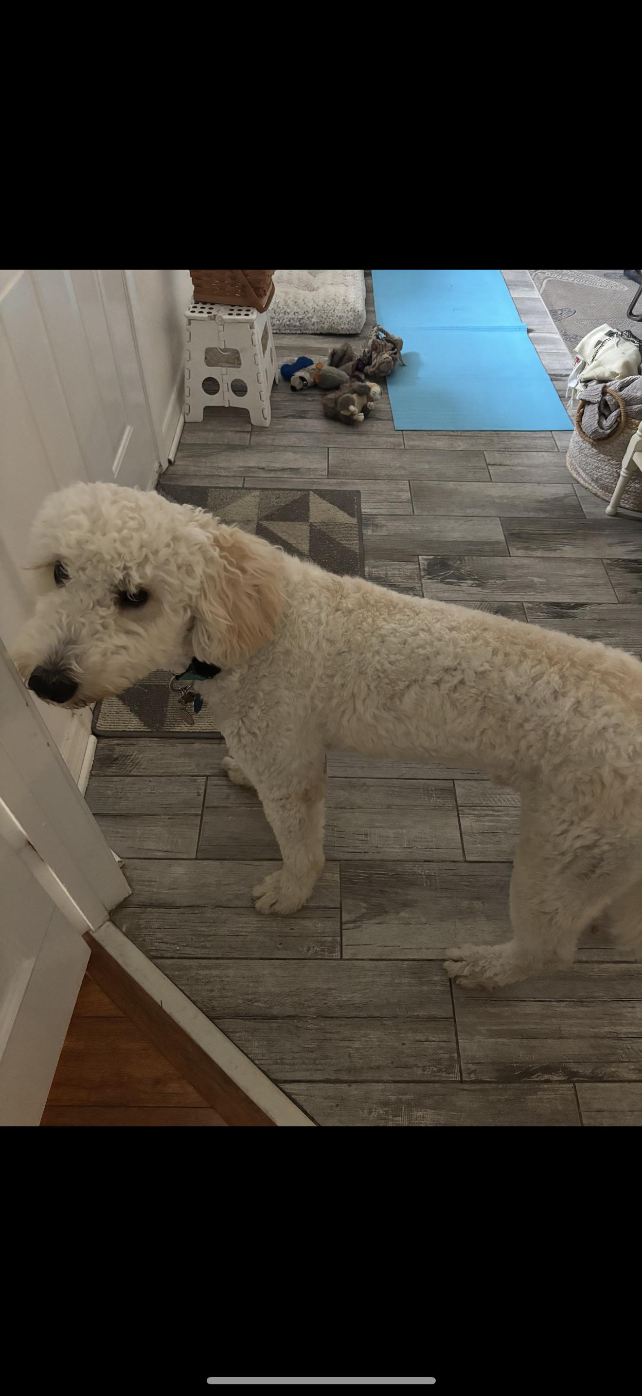 Blue, an adoptable Goldendoodle in Oviedo, FL, 32765 | Photo Image 3