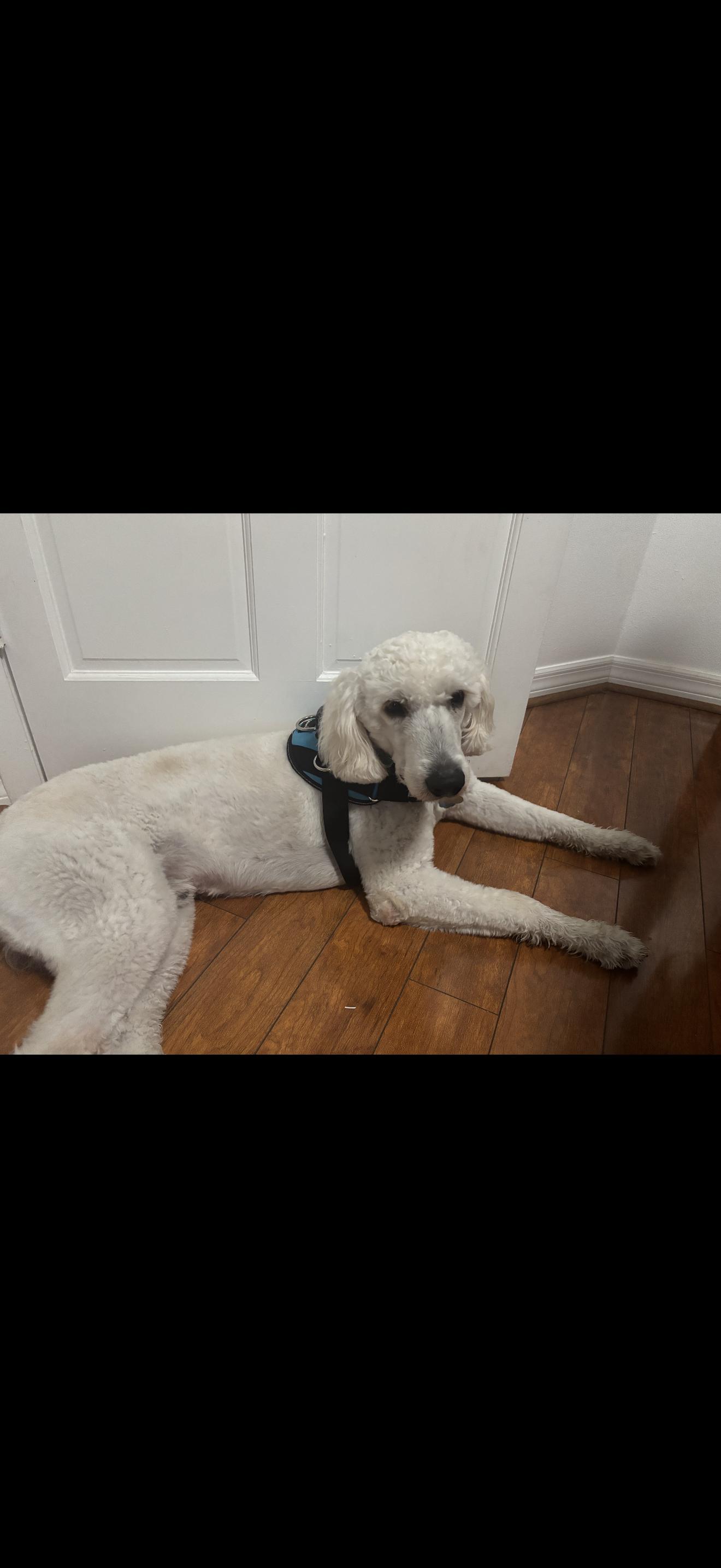 Blue, an adoptable Goldendoodle in Oviedo, FL, 32765 | Photo Image 1