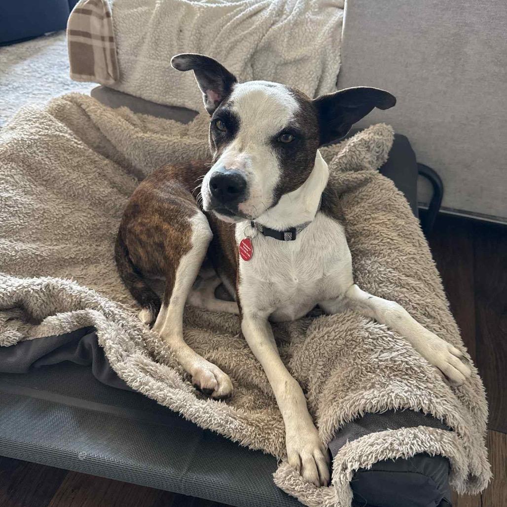 Chopper, a Adoptable Terrier in Pineville, MO image 2/2