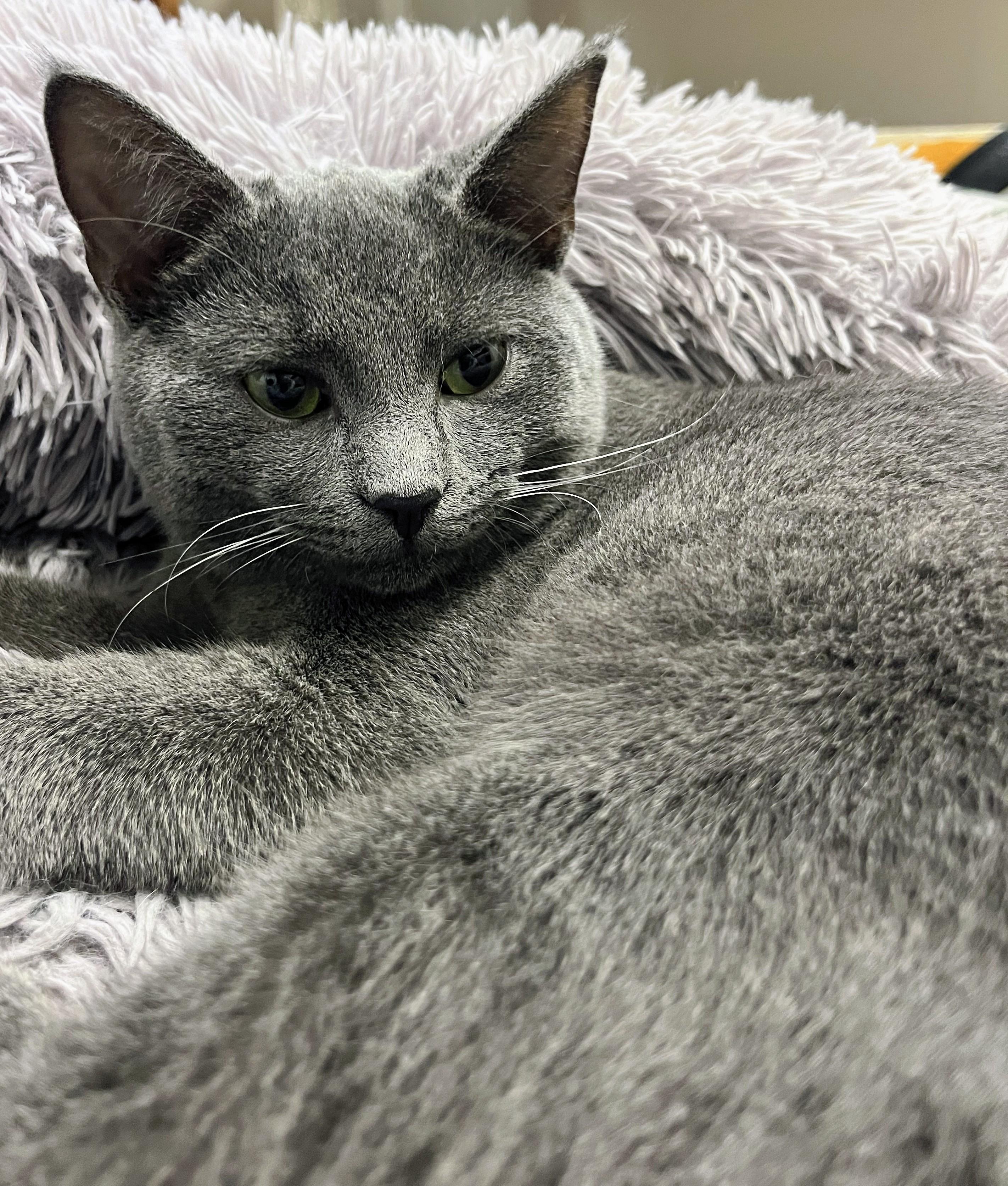 Enlarge Cooper, a Adoptable mixed breed in Shelbyville, KY image 2/2