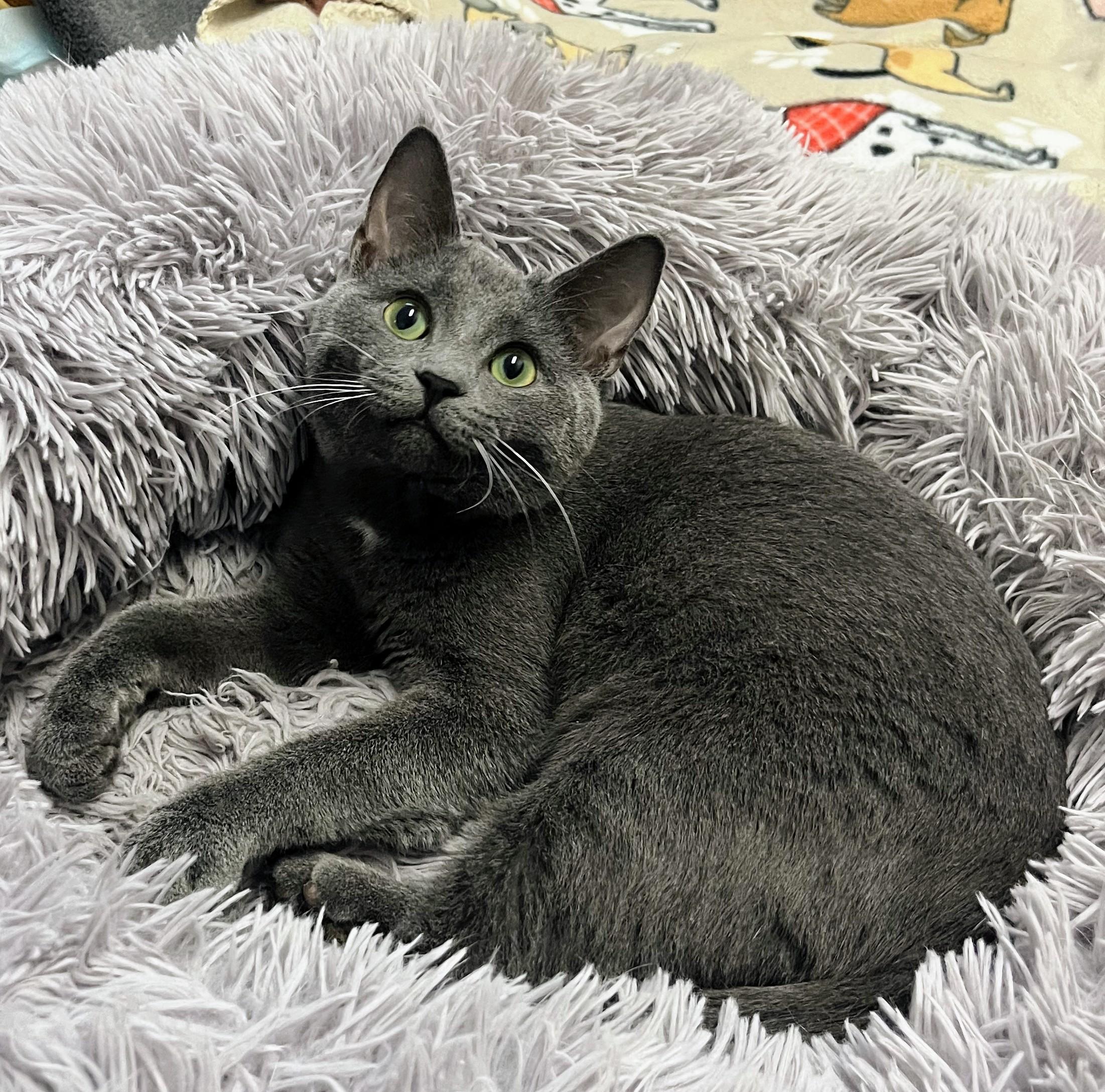 Cooper, Adoptable, Young Male Domestic Short Hair & Russian Blue.