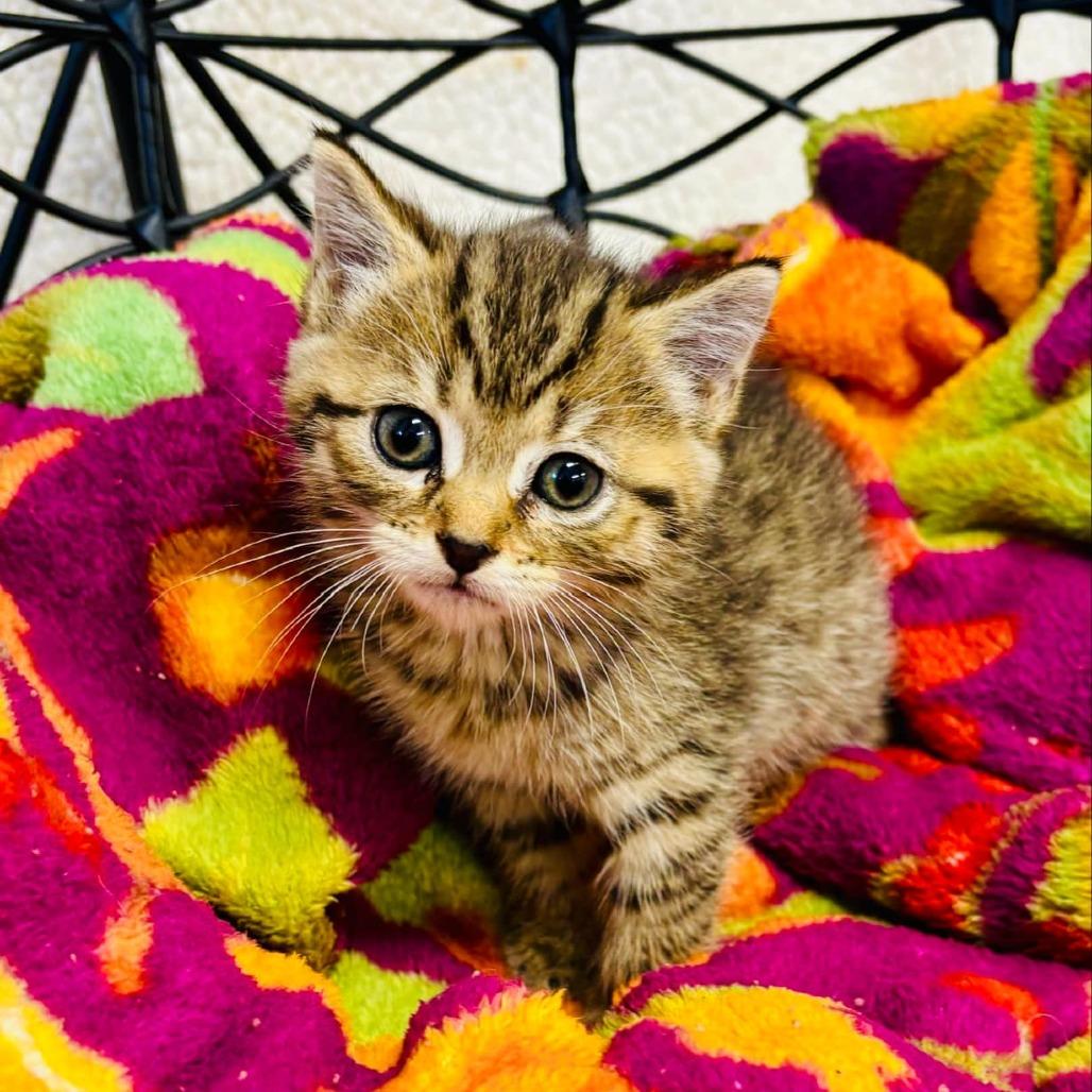 Maple, Adoptable, Kitten Female Domestic Medium Hair.