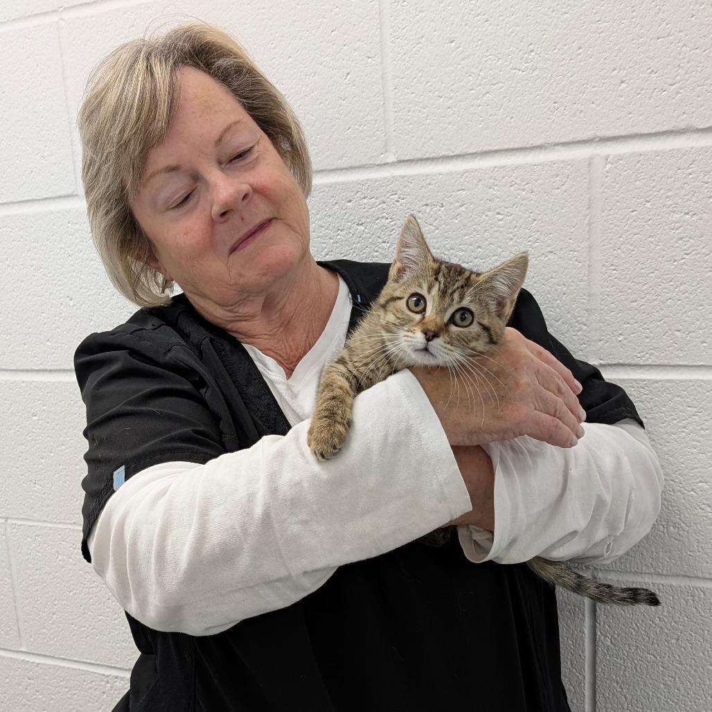 Maple, a Adoptable Domestic Medium Hair in Walnut Cove, NC image 2/4