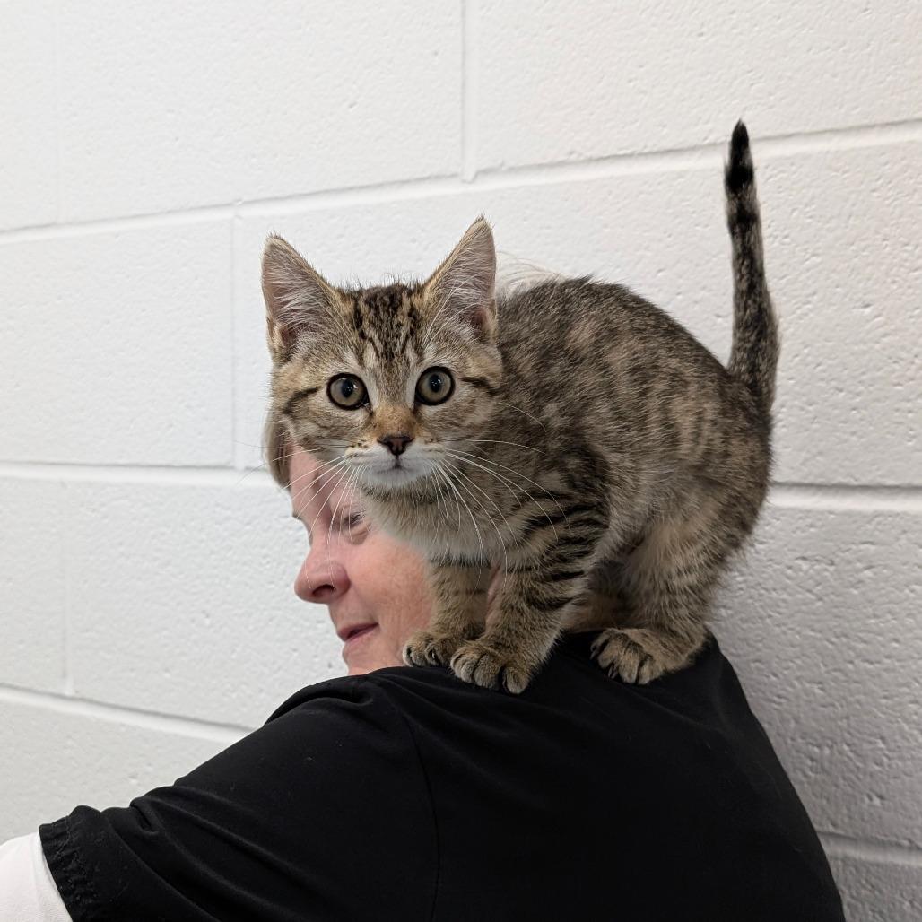 Maple, a Adoptable Domestic Medium Hair in Walnut Cove, NC image 3/4