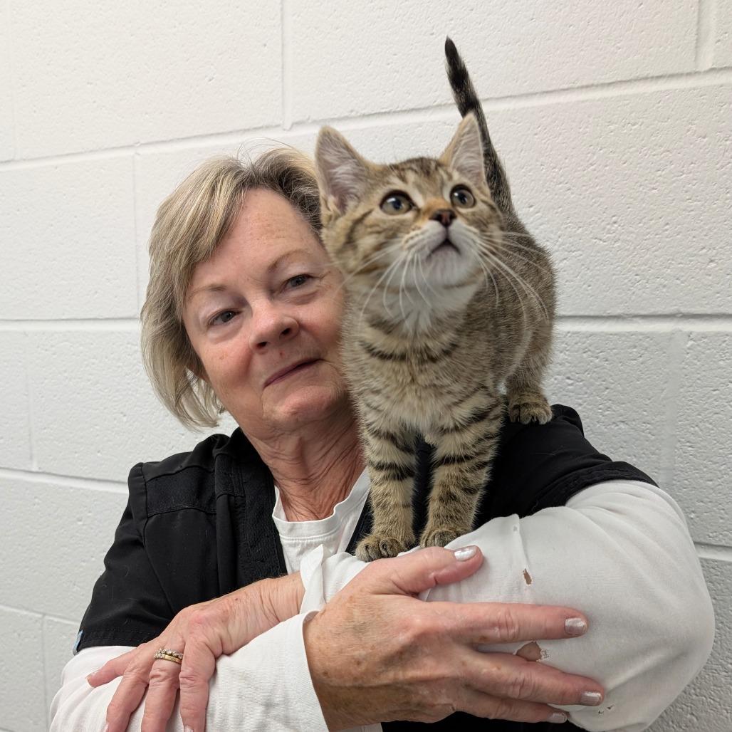 Maple, a Adoptable Domestic Medium Hair in Walnut Cove, NC image 4/4