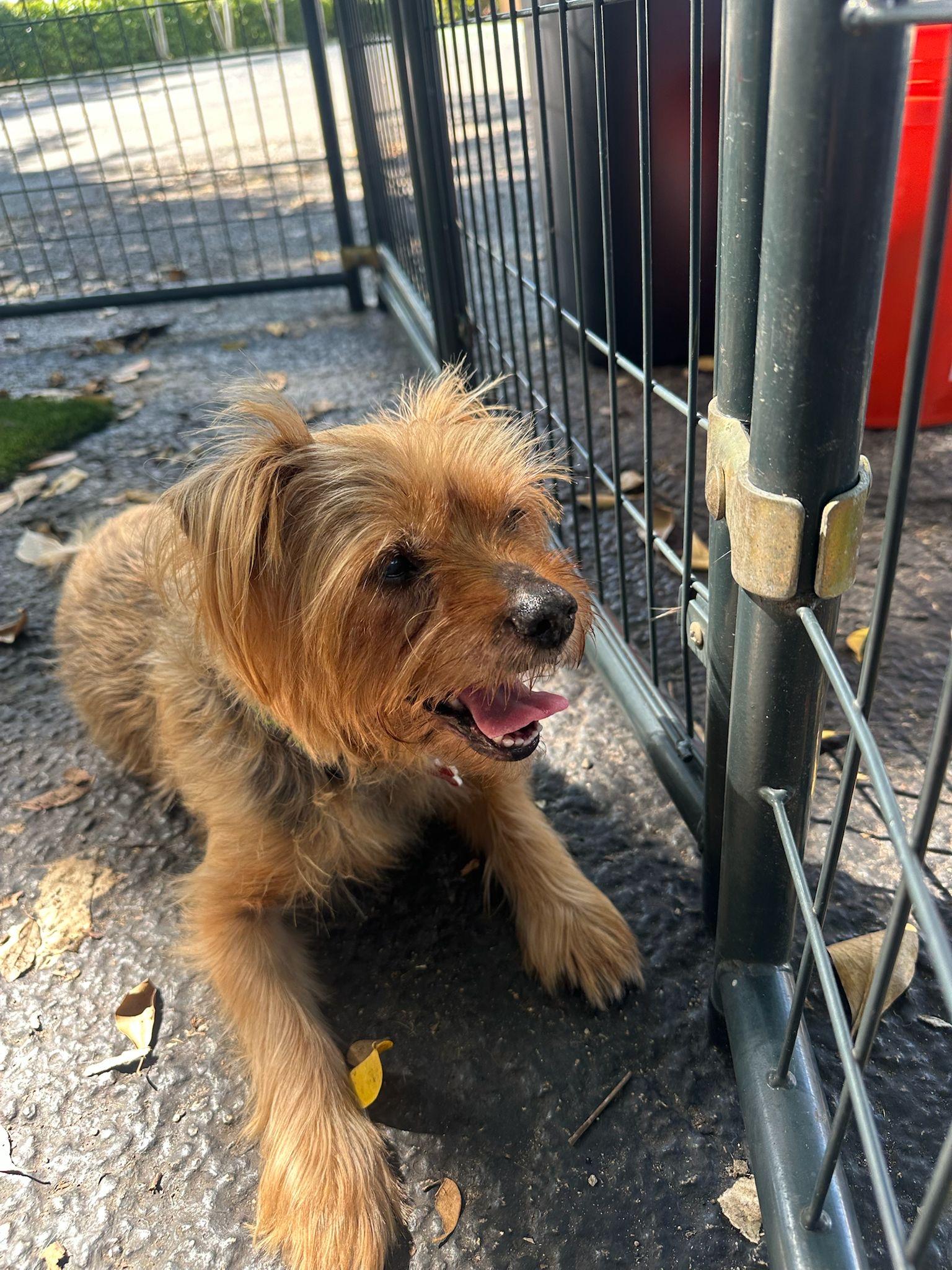 Snoop Dog, a ADOPTABLE Yorkshire Terrier in Coconut Creek, FL image 5/5