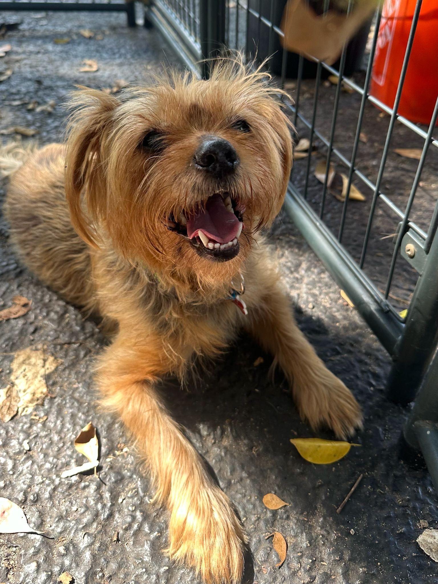 Snoop Dog, ADOPTABLE, Adult Male Yorkshire Terrier.