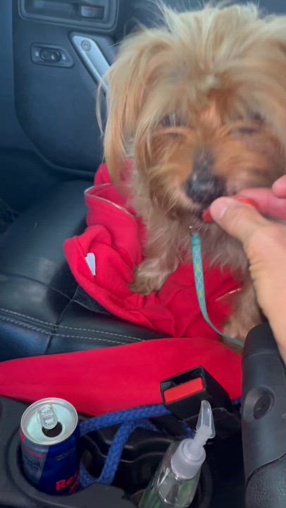 Enlarge Snoop Dog, a ADOPTABLE Yorkshire Terrier in Coconut Creek, FL video 4/5