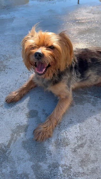Enlarge Snoop Dog, a ADOPTABLE Yorkshire Terrier in Coconut Creek, FL video 2/5