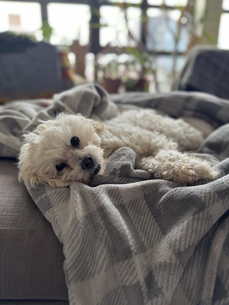 Frosty, Adoptable, Adult Male Maltese & Poodle.