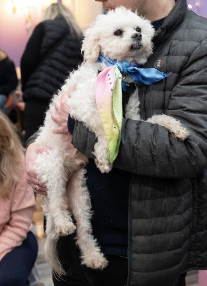 Enlarge Frosty, a Adoptable mixed breed in New York, NY image 2/6