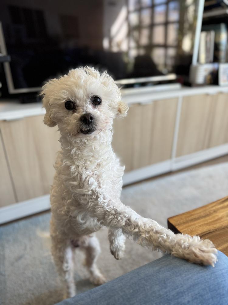 Enlarge Frosty, a Adoptable mixed breed in New York, NY image 3/6