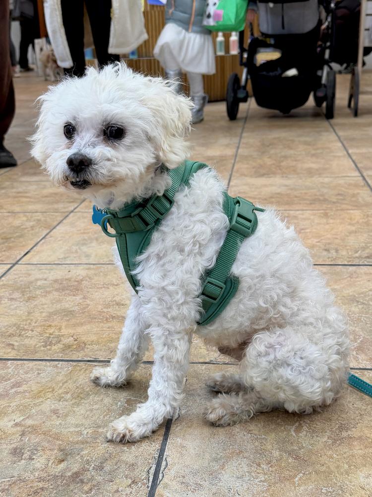 Enlarge Frosty, a Adoptable mixed breed in New York, NY image 4/6