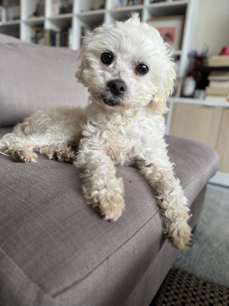 Enlarge Frosty, a Adoptable mixed breed in New York, NY image 6/6