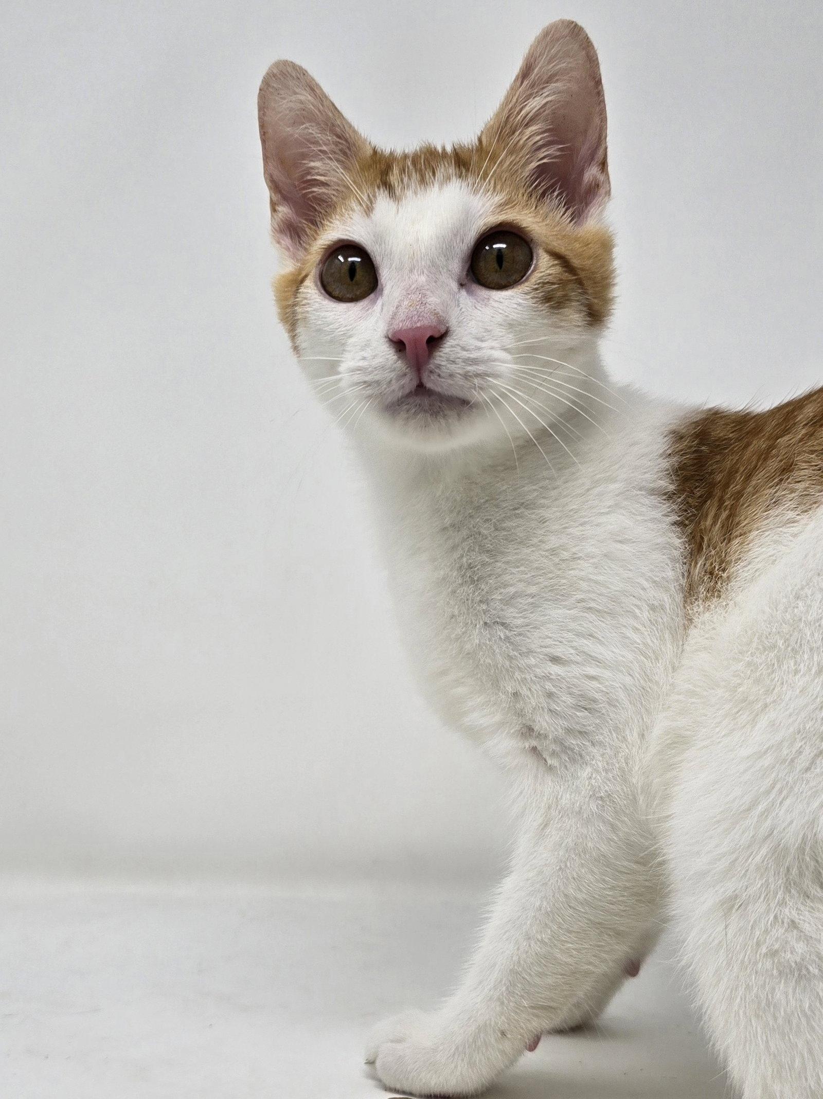 Enlarge Calvin, a Adoptable Tabby in Crompond, NY image 1/3