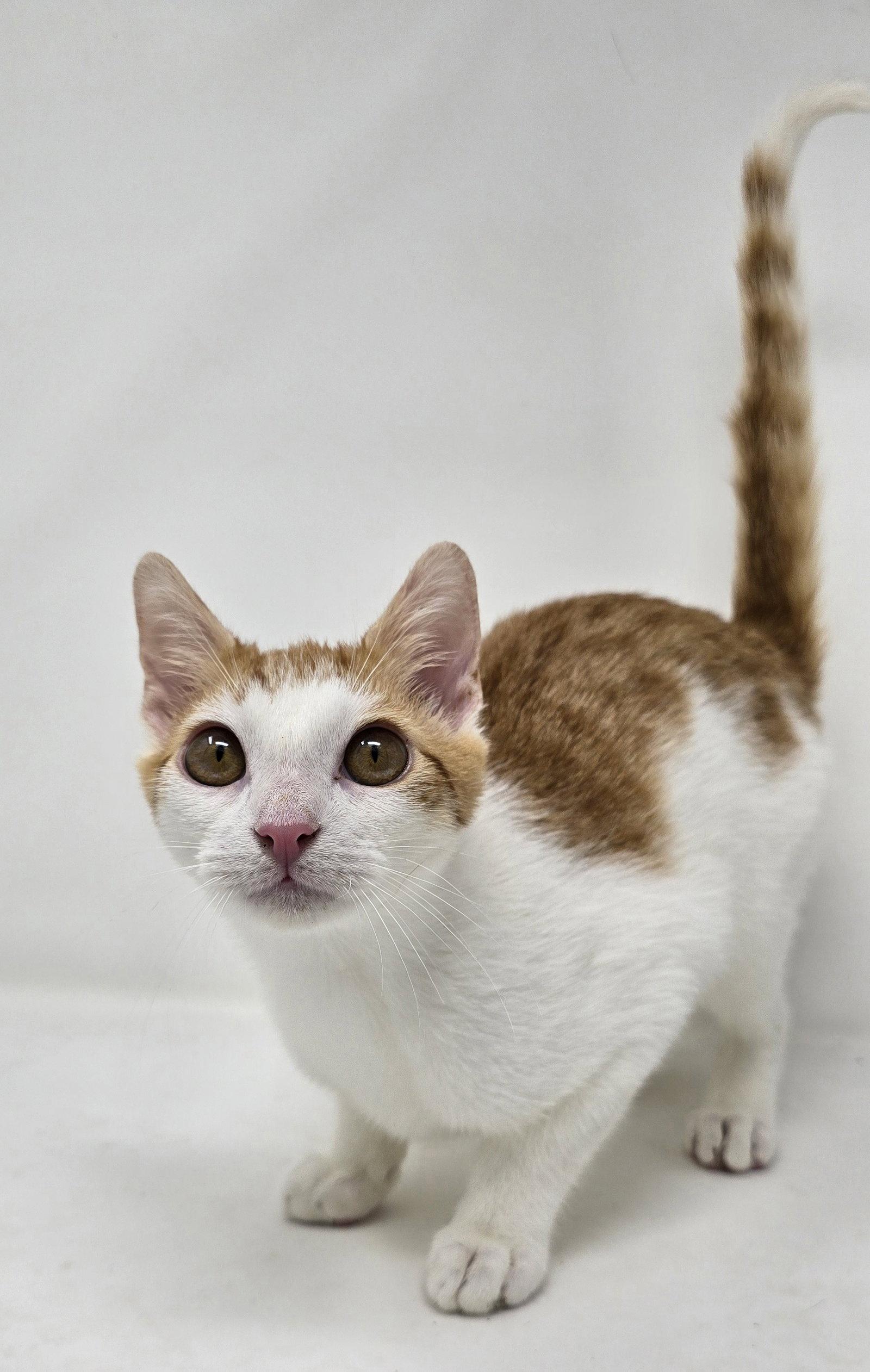 Enlarge Calvin, a Adoptable Tabby in Crompond, NY image 3/3