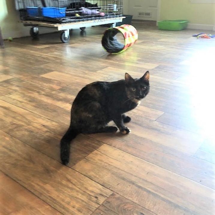 Enlarge Auburn, a Adoptable Domestic Short Hair in Bensalem, PA image 2/2