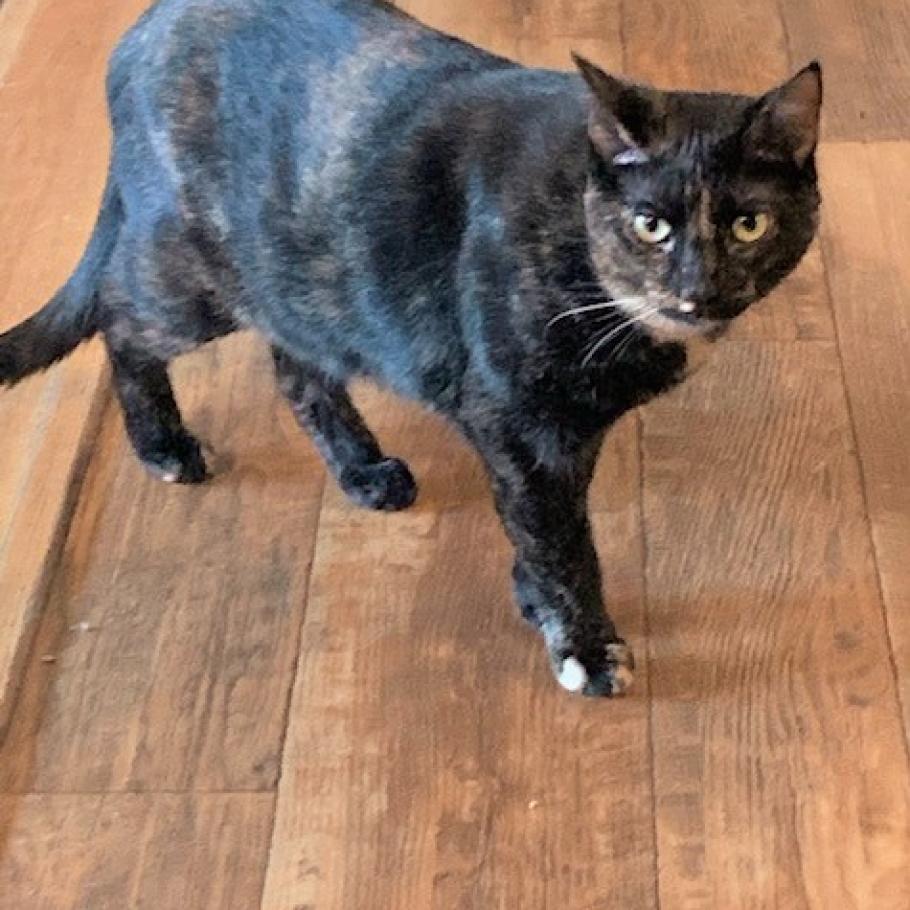 Auburn, a Adoptable Domestic Short Hair in Bensalem, PA image 2/2