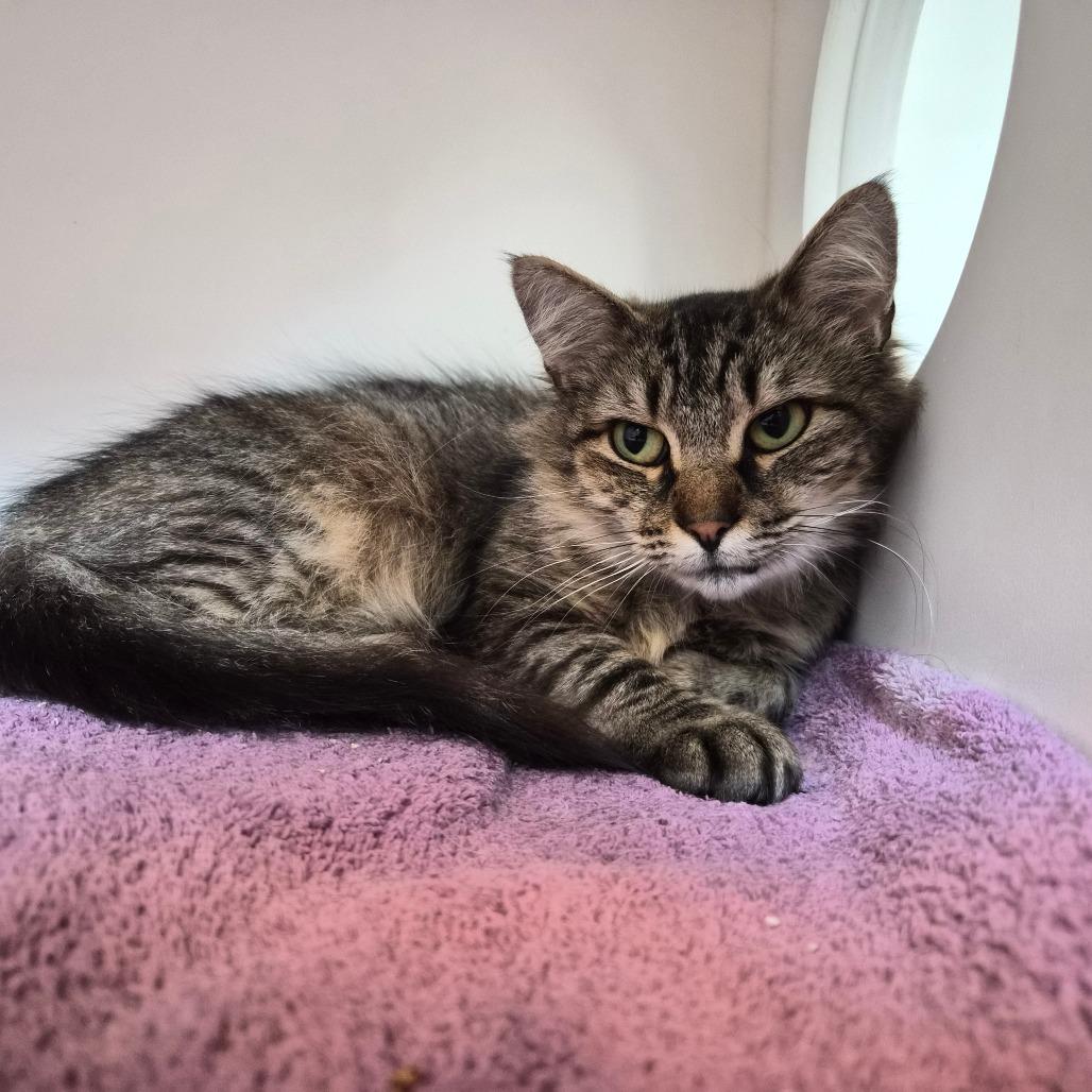 Enlarge Apple, a Adoptable Domestic Short Hair in Cumming, GA image 1/3