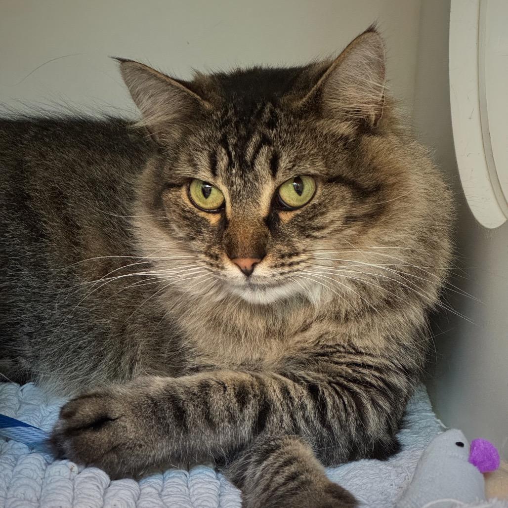 Enlarge Apple, a Adoptable Domestic Short Hair in Cumming, GA image 2/3