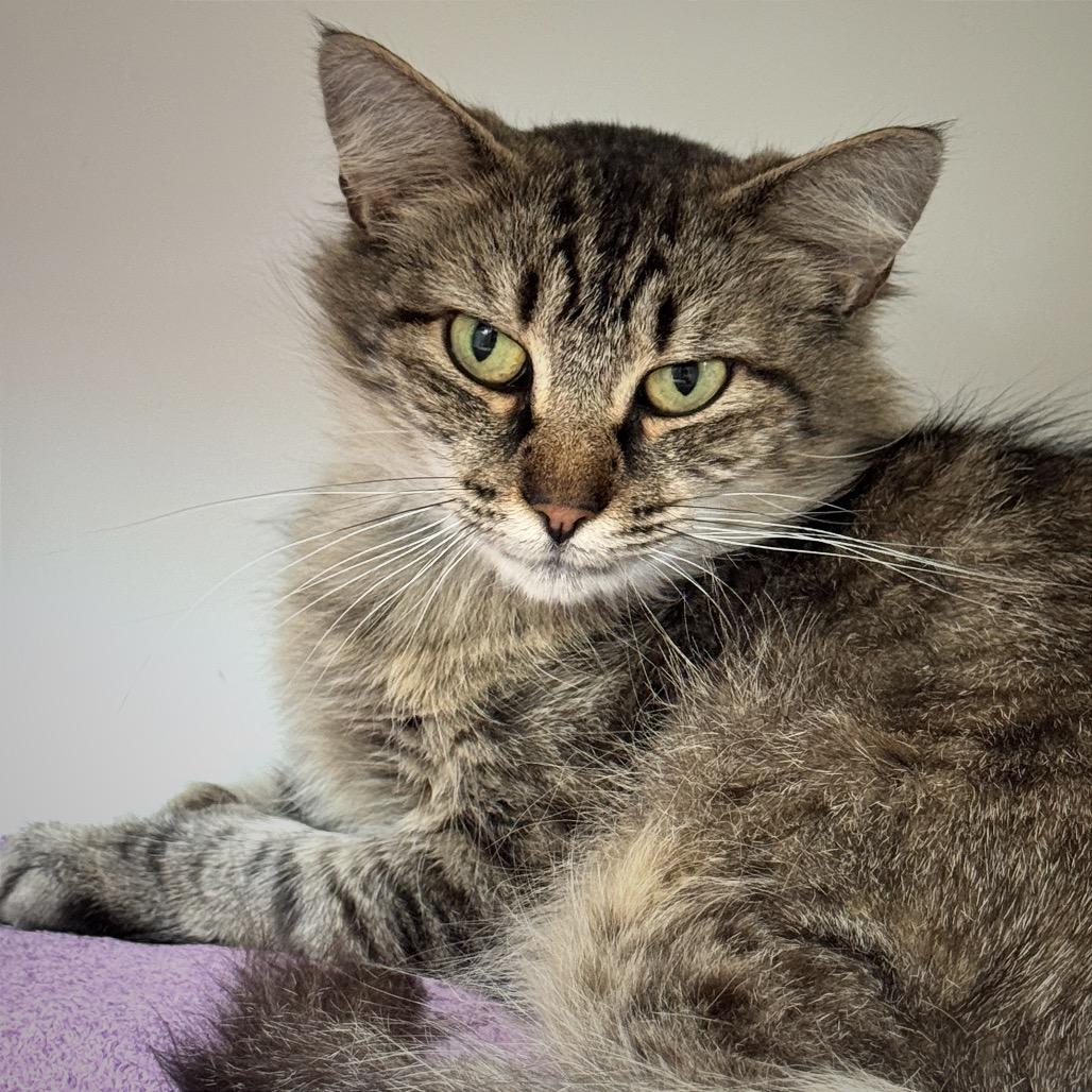 Enlarge Apple, a Adoptable Domestic Short Hair in Cumming, GA image 3/3