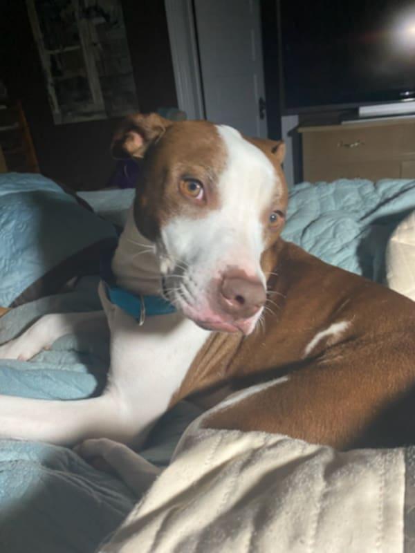 Enlarge Chance, a Adoptable mixed breed in Kingston, MA image 4/6