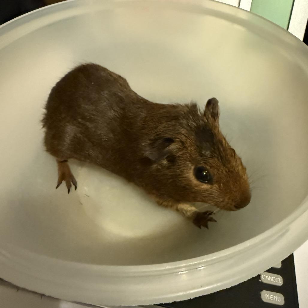Enlarge Coco, a Adoptable Guinea Pig in Las Vegas, NV image 1/3