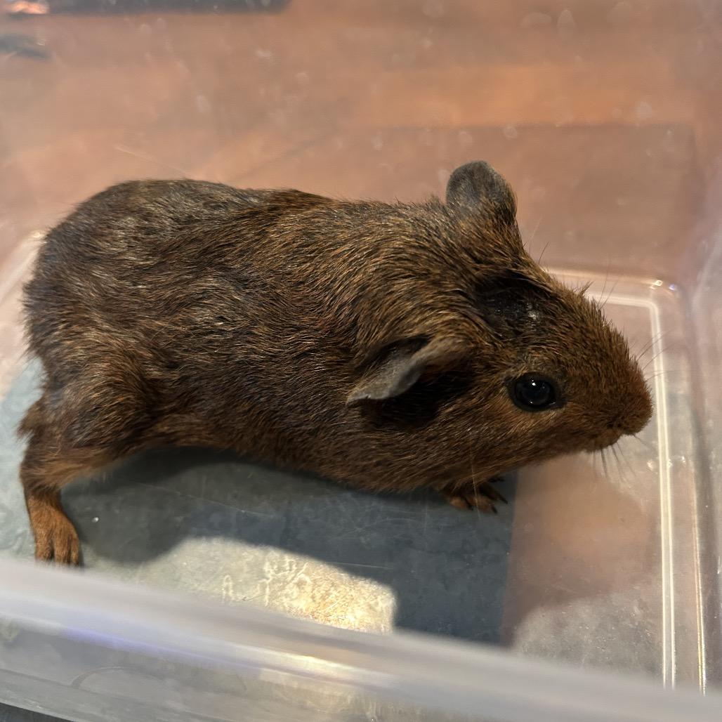 Enlarge Coco, a Adoptable Guinea Pig in Las Vegas, NV image 2/3