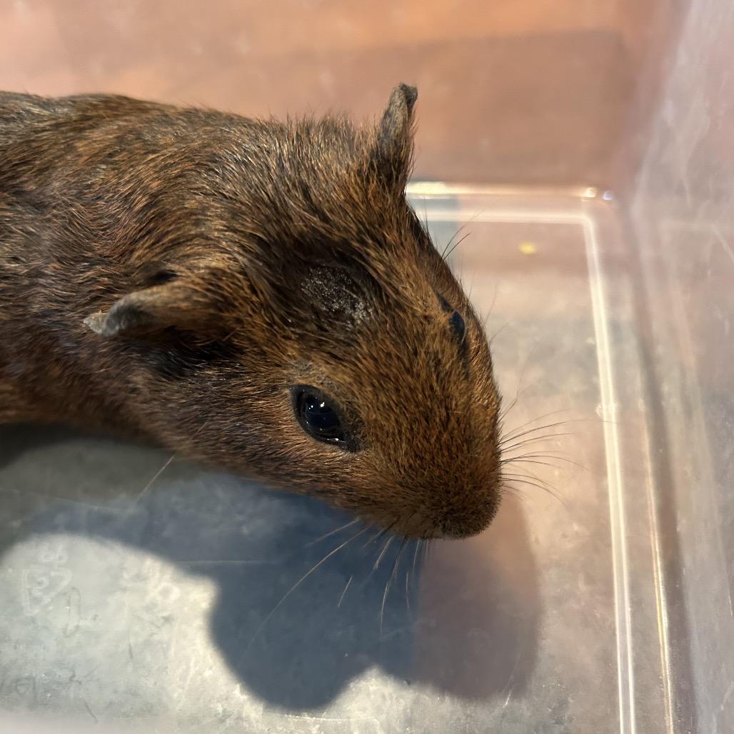 Enlarge Coco, a Adoptable Guinea Pig in Las Vegas, NV image 3/3