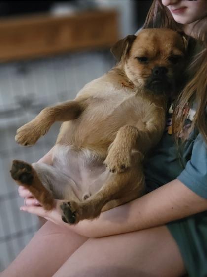 Enlarge Wookie, a Adoptable mixed breed in Cibolo, TX image 2/3