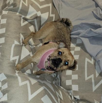 Enlarge Wookie, a Adoptable mixed breed in Cibolo, TX image 3/3