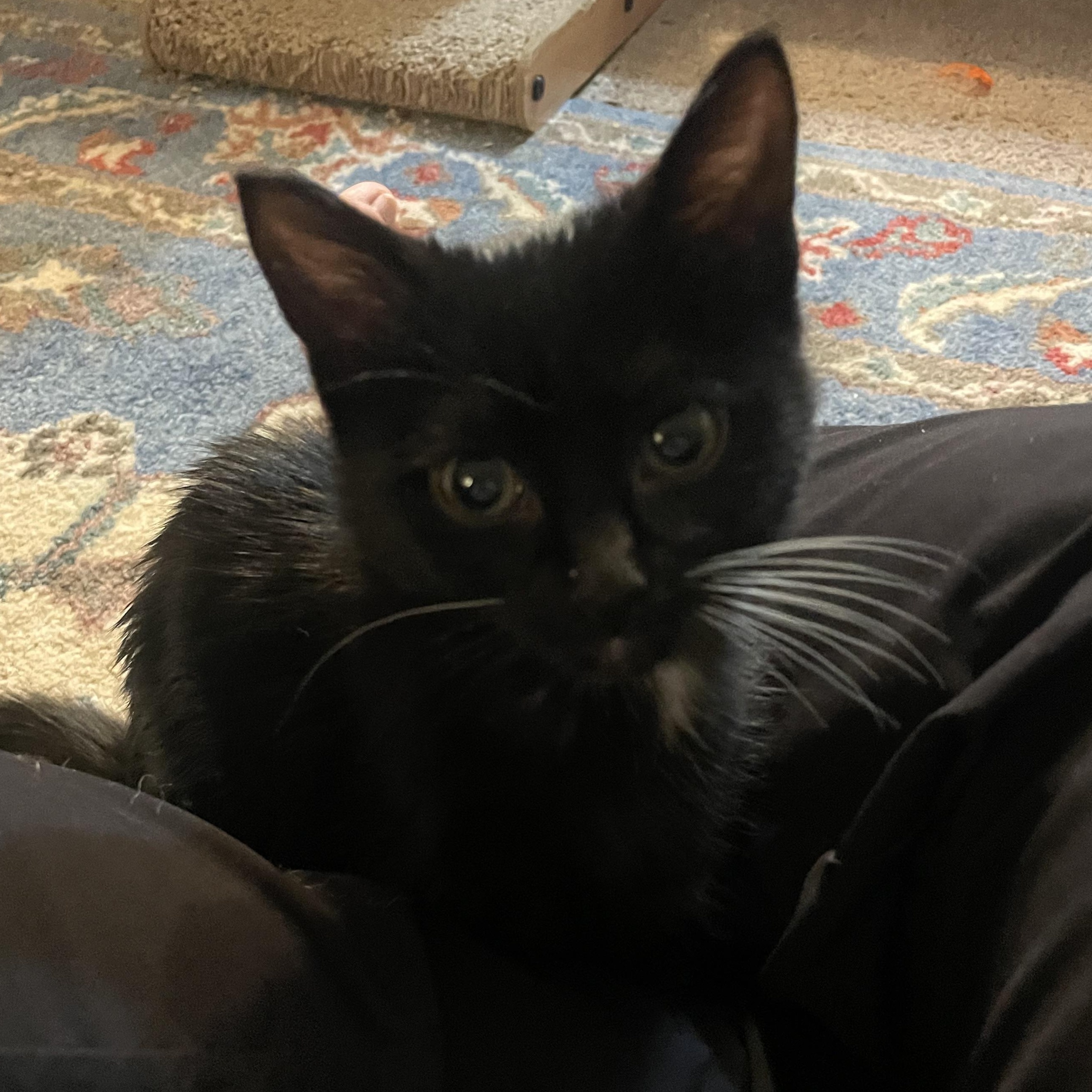 Fathom (Bonded to Tidepool), Adoptable, Kitten Male Domestic Short Hair.