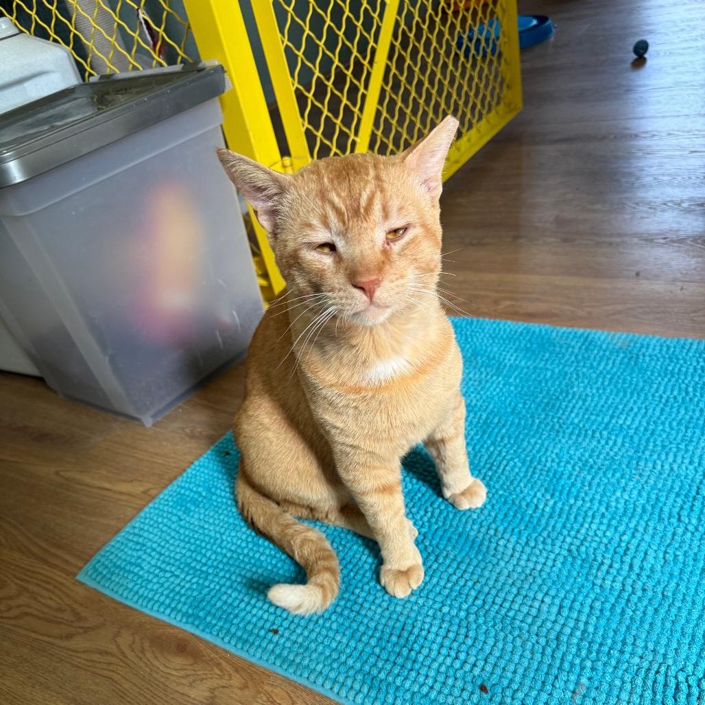 Chester, Adoptable, Adult Male Domestic Short Hair.