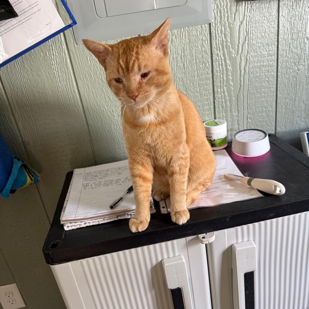 Enlarge Chester, a Adoptable Domestic Short Hair in Lake Panasoffkee, FL image 2/6