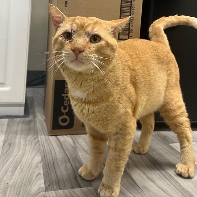 Enlarge Chester, a Adoptable Domestic Short Hair in Lake Panasoffkee, FL image 3/6