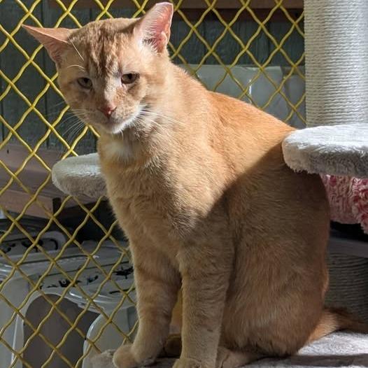 Enlarge Chester, a Adoptable Domestic Short Hair in Lake Panasoffkee, FL image 4/6