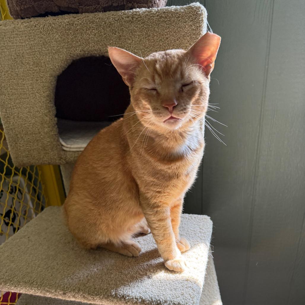 Enlarge Chester, a Adoptable Domestic Short Hair in Lake Panasoffkee, FL image 3/6