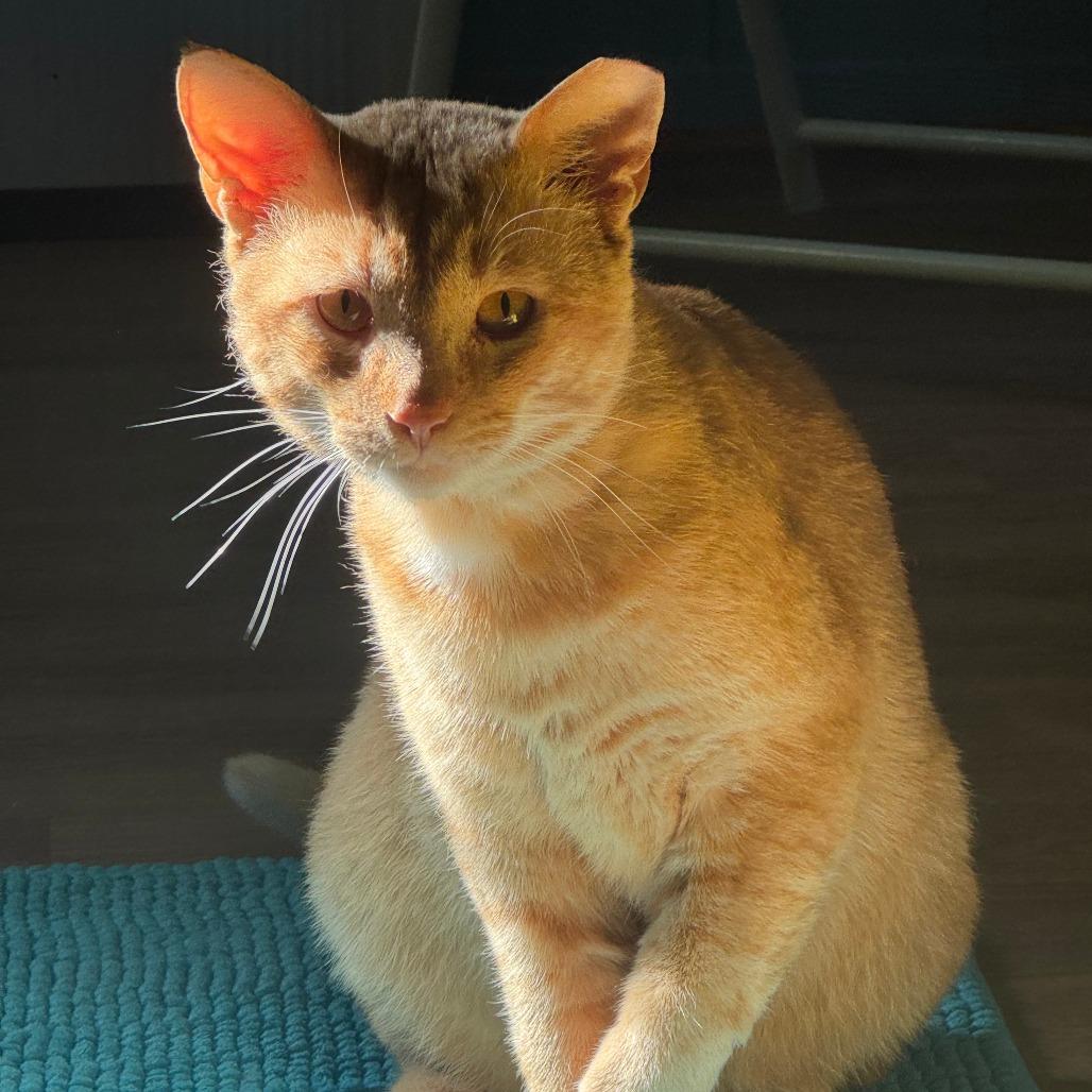 Enlarge Chester, a Adoptable Domestic Short Hair in Lake Panasoffkee, FL image 4/6