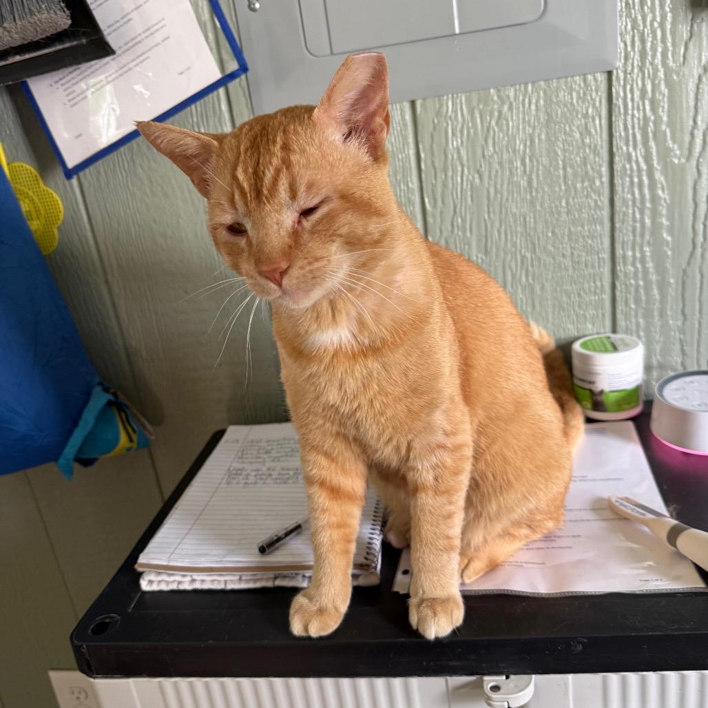 Enlarge Chester, a Adoptable Domestic Short Hair in Lake Panasoffkee, FL image 5/6