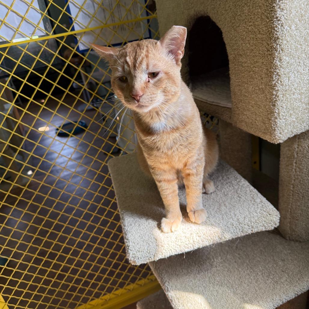 Enlarge Chester, a Adoptable Domestic Short Hair in Lake Panasoffkee, FL image 6/6