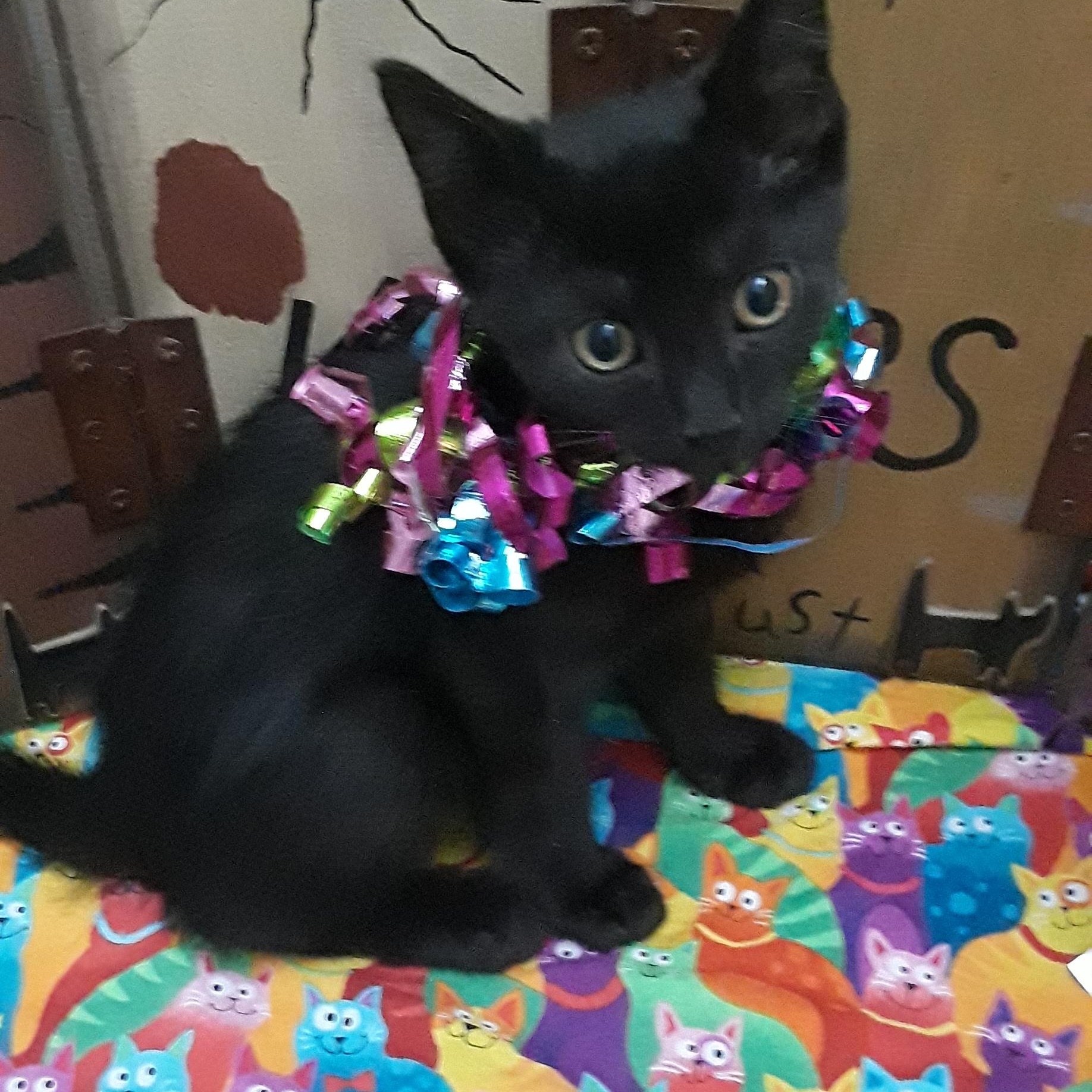 Kitana 2 1/2lb F kids/cats/dogs/all about play/uses hooded litter box, adoptable, Kitten Female Domestic Medium Hair.