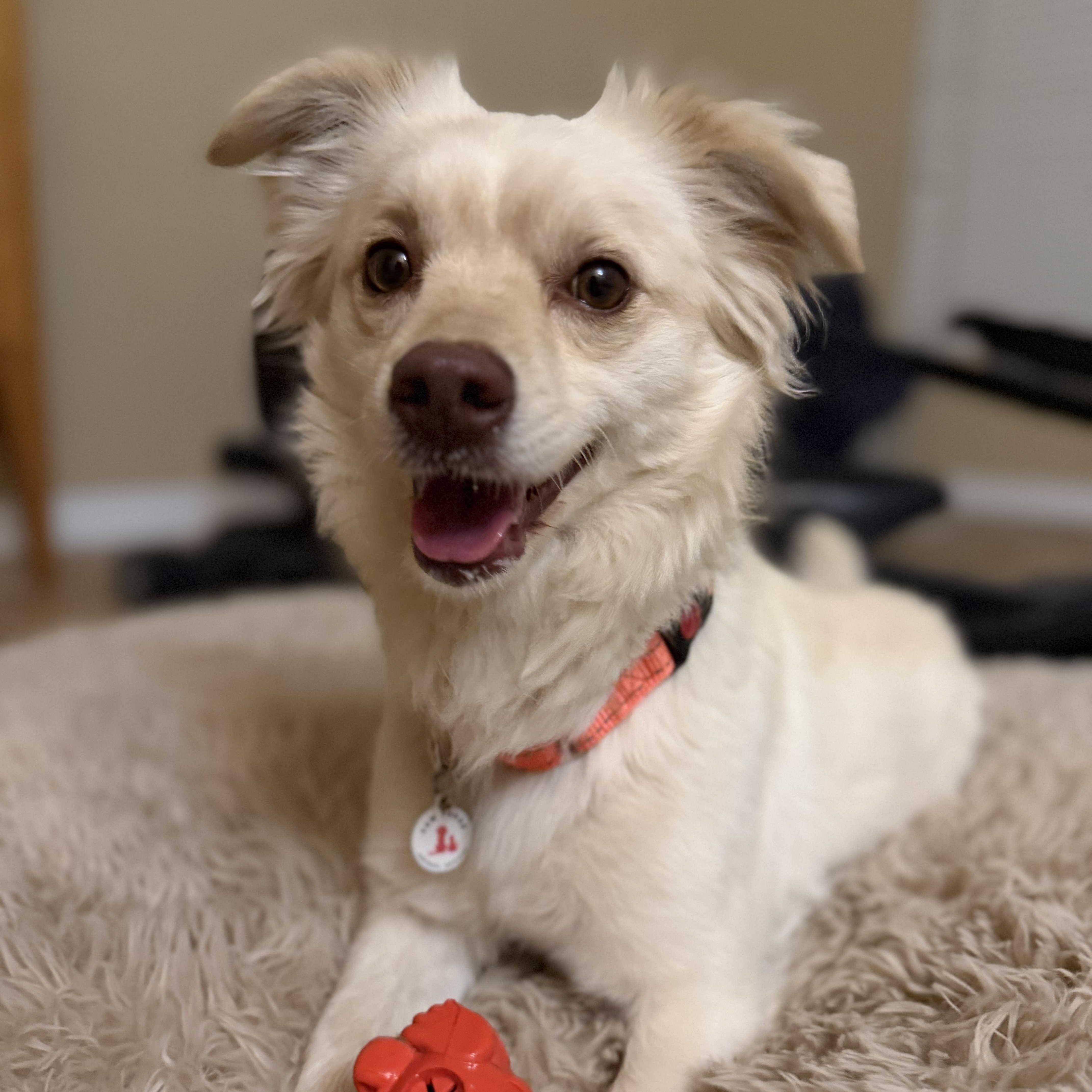 Coco, Adoptable, Adult Male Chihuahua.