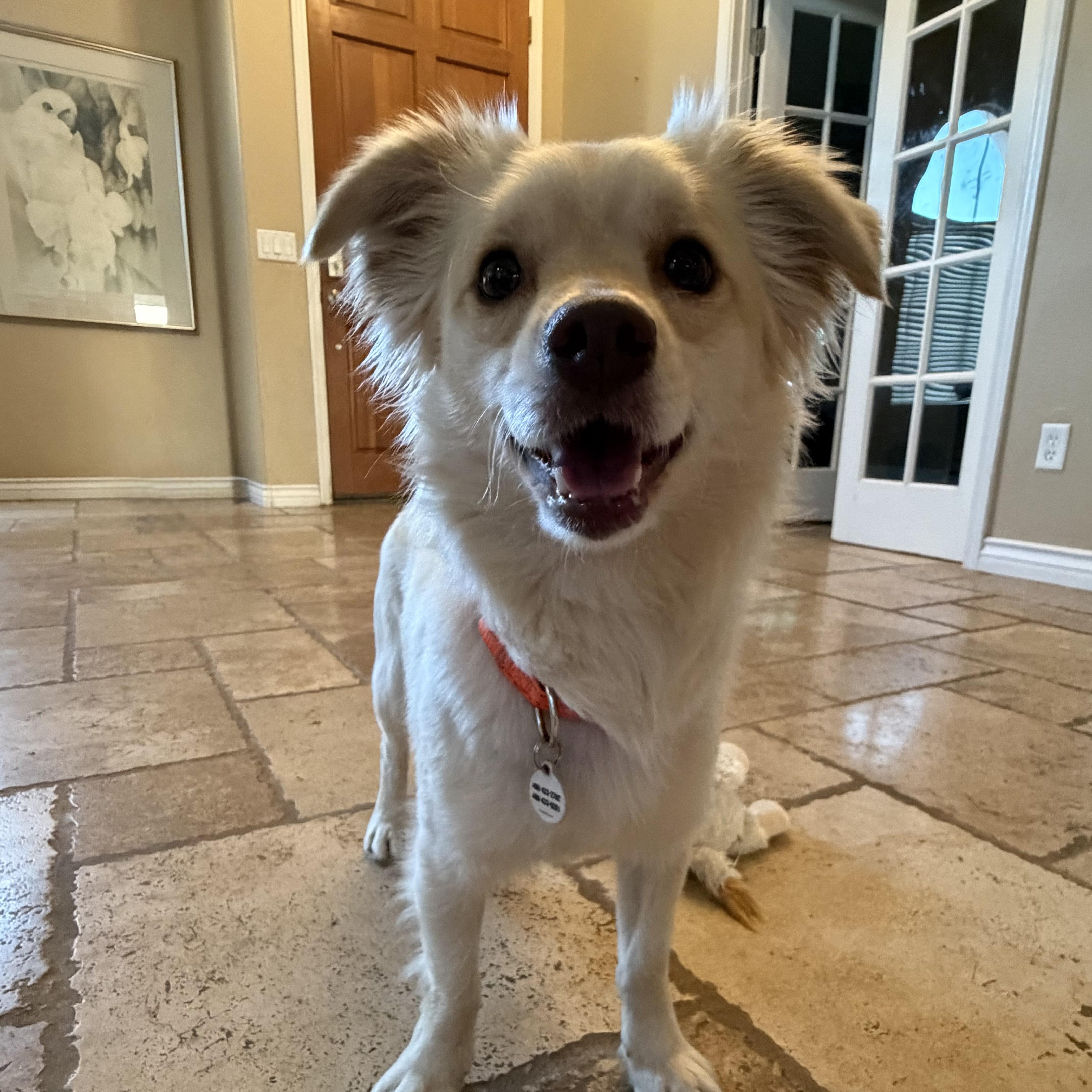 Enlarge Coco, a Adoptable mixed breed in Phoenix, AZ image 5/6